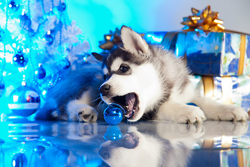 Image showing cute husky puppy