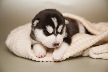 Image showing newborn puppy