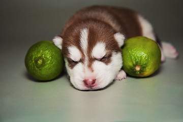 Image showing newborn puppy