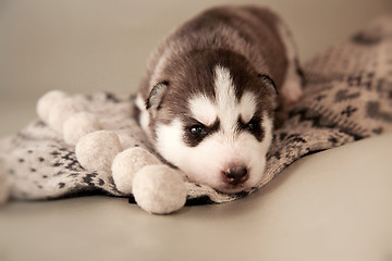 Image showing newborn puppy