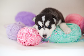 Image showing newborn puppy