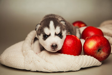 Image showing newborn puppy