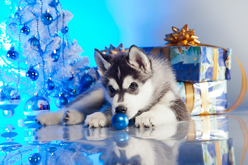 Image showing cute husky puppy