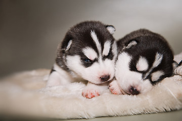 Image showing newborn puppy