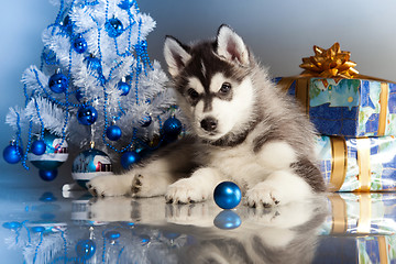 Image showing cute husky puppy