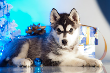 Image showing cute husky puppy