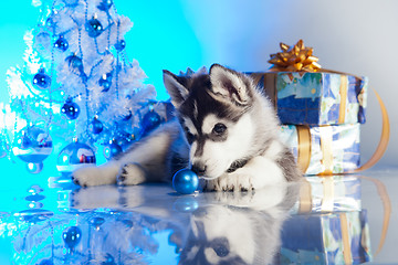 Image showing cute husky puppy