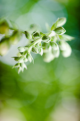 Image showing Flowers purple Foxglove