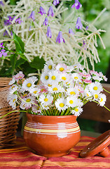 Image showing Beautiful daisy flowers, close-up. Summer background
