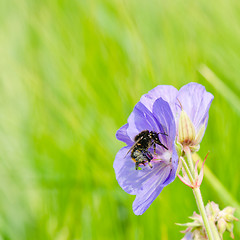 Image showing The bee collects pollen from a flower, a close up