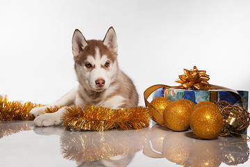 Image showing cute husky puppy