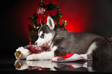 Image showing cute husky puppy