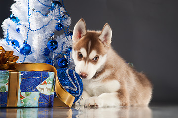 Image showing cute husky puppy