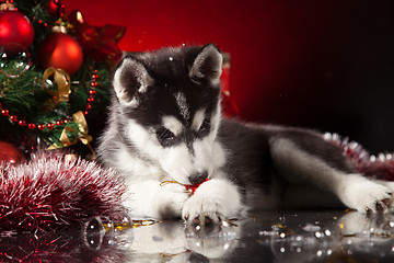 Image showing cute husky puppy