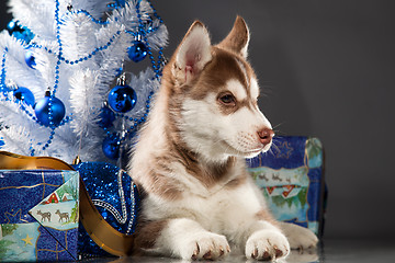 Image showing cute husky puppy