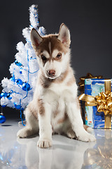 Image showing cute husky puppy