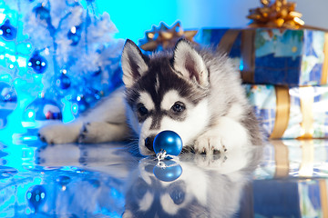 Image showing cute husky puppy