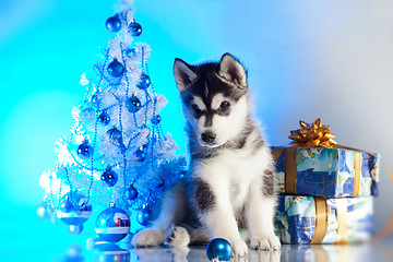 Image showing cute husky puppy