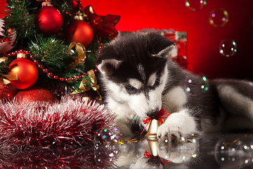 Image showing cute husky puppy