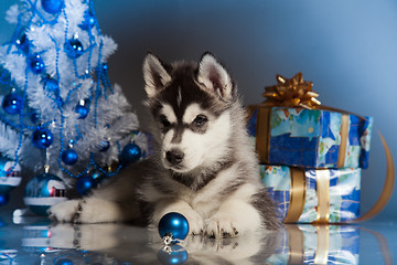 Image showing cute husky puppy