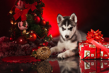 Image showing cute husky puppy