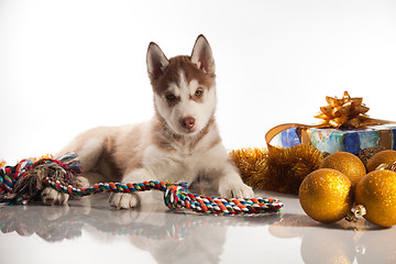 Image showing cute husky puppy