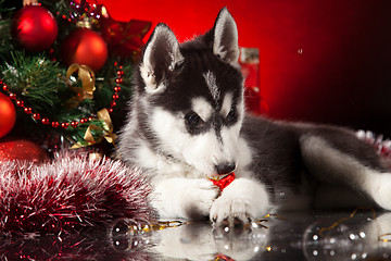 Image showing cute husky puppy