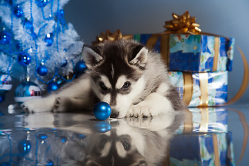 Image showing cute husky puppy