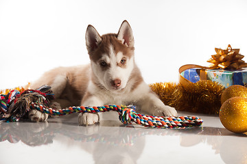 Image showing cute husky puppy