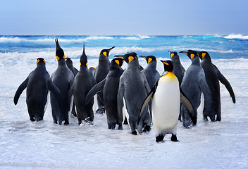 Image showing King Penguins