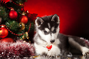 Image showing cute husky puppy