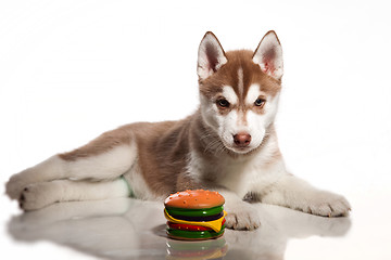 Image showing cute husky puppy