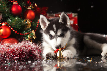 Image showing cute husky puppy