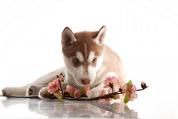 Image showing cute husky puppy