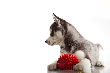 Image showing cute husky puppy