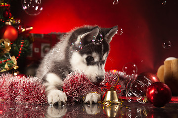 Image showing cute husky puppy