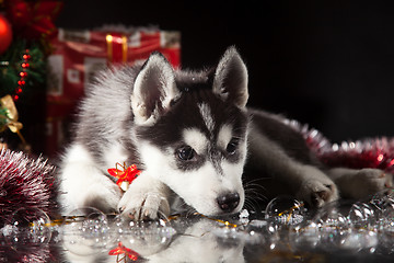 Image showing cute husky puppy