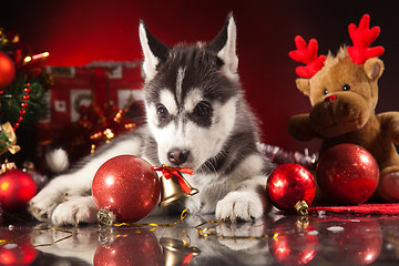 Image showing cute husky puppy