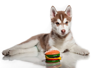 Image showing cute husky puppy