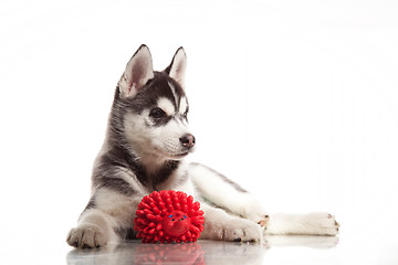 Image showing cute husky puppy