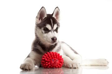 Image showing cute husky puppy