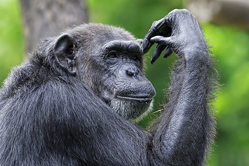 Image showing Common Chimpanzee