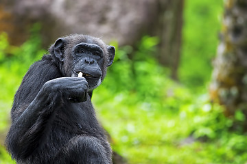 Image showing Common Chimpanzee