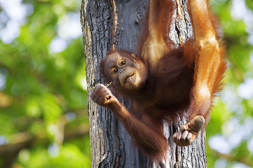 Image showing Borneo Orangutan