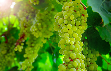 Image showing 	Close up view of hanging grapes