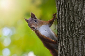 Image showing Squirrel 