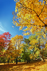 Image showing Autumn Leaves