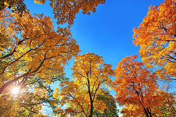 Image showing Autumn Leaves