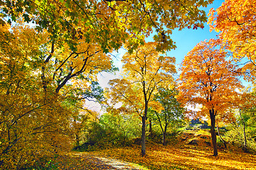 Image showing 	Autumn Leaves