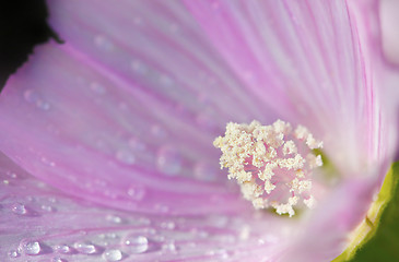 Image showing Flower macro